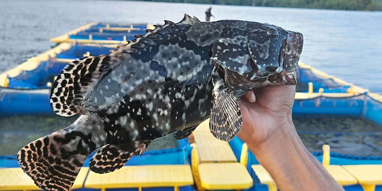 Membuka Peluang Bisnis Yang Cuan Dengan Budidaya Ikan Krapu