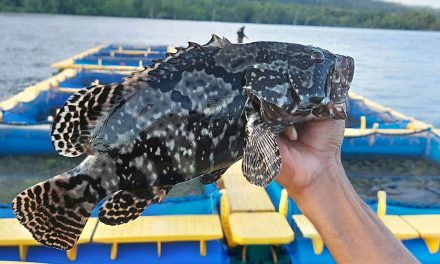 Membuka Peluang Bisnis Yang Cuan Dengan Budidaya Ikan Krapu