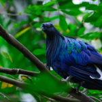 Junai Emas Burung Langka Dengan Nama Merpati Nicobar
