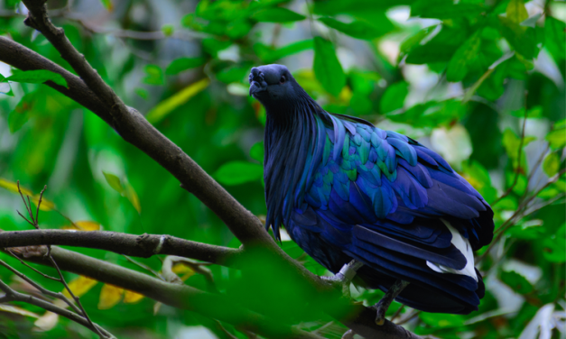 Junai Emas Burung Langka Dengan Nama Merpati Nicobar