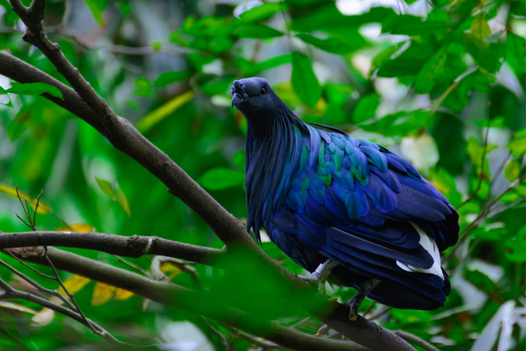 Junai Emas Burung Langka Dengan Nama Merpati Nicobar