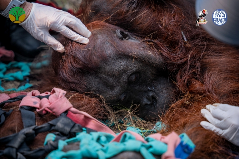 Kebakaran Hutan Kalimantan, 60% Habitat Orang Utan Terdampak